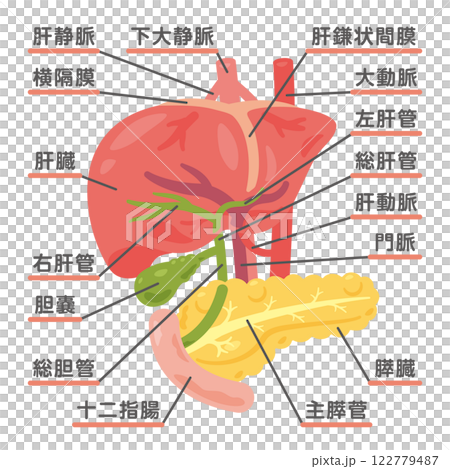 肝臟、膽囊、胰臟和十二指腸結構圖 1 肝臟、膽囊、胰臟和十二指腸結構圖 1 122779487
