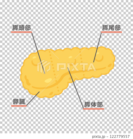 Pancreas structure illustration 1 Pancreas structure illustration 1 122779557