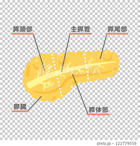 Pancreas structure illustration 2 Pancreas structure illustration 2 122779558