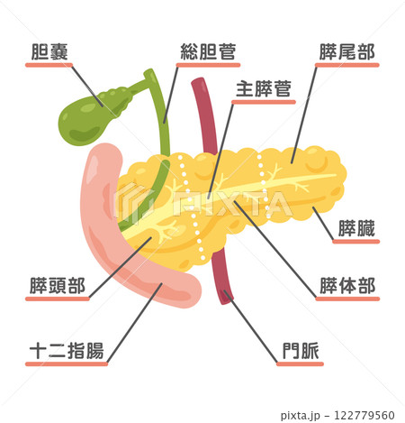 膵臓、胆嚢、十二指腸の構造イラスト1 膵臓、胆嚢、十二指腸の構造イラスト1 122779560