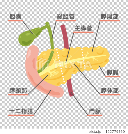 膵臓、胆嚢、十二指腸の構造イラスト1 膵臓、胆嚢、十二指腸の構造イラスト1 122779560