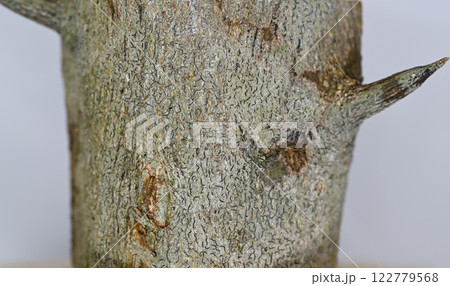 ユズ（柚子）の樹皮と棘 122779568