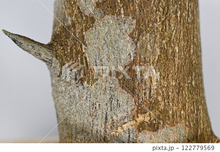 ユズ（柚子）の樹皮と棘 122779569