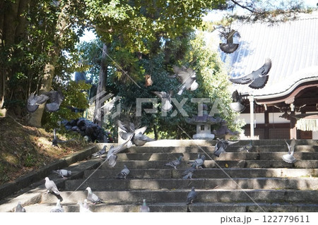 鳩の群れ 鳩の群れ 122779611