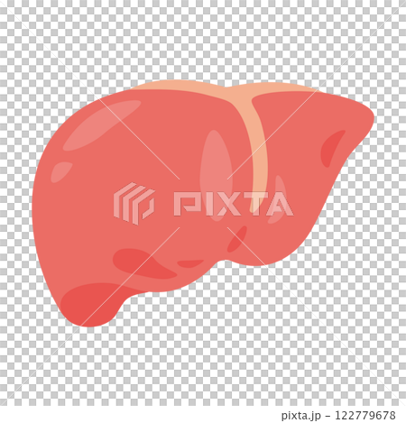 Illustration of the liver 122779678