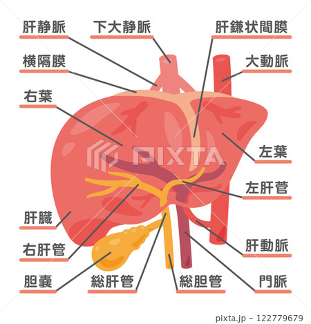 肝臓と胆嚢の構造イラスト1 122779679
