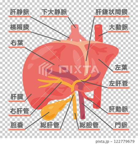 Liver and gallbladder structure illustration 1 122779679