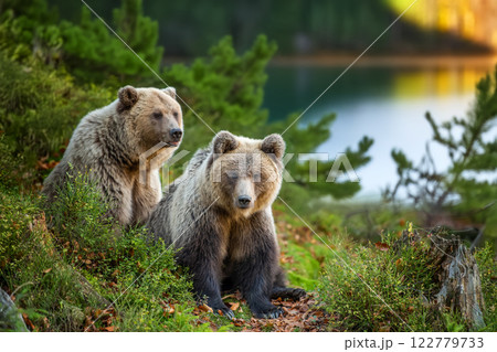 Brown bear in autumn forest 122779733
