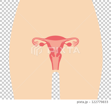 Human uterus Human uterus 122779833