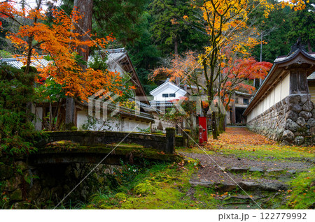 苔と紅葉 122779992