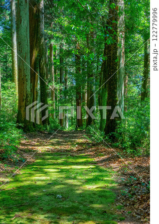 新緑の山道 122779996