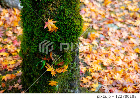 苔に覆われた木の幹と紅葉 122780188