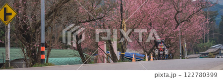 travel in nature concept with pink cherry blossom tree and country road in springtime season 122780399