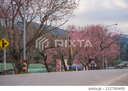 travel in nature concept with pink cherry blossom tree and country road in springtime season 122780400
