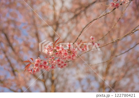 travel in nature concept with pink cherry blossom tree and clear sky in springtime season travel in nature concept with pink cherry blossom tree and clear sky in springtime season 122780421