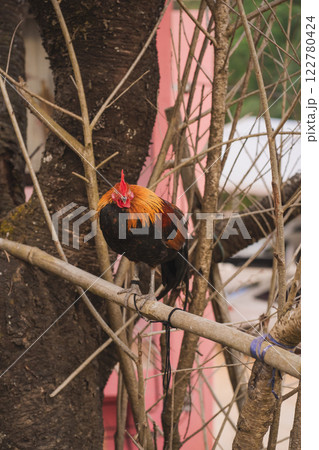 travel in nature concept with chicken stand on tree in springtime season 122780424