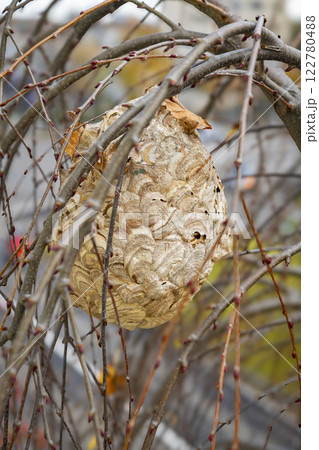 蜂の巣 122780488