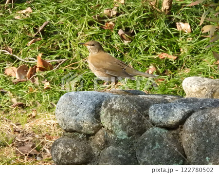 シロハラ 122780502