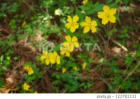 晩春の木漏日を背景に山道に咲く一重ヤマブキの黄色い花　Ver2 122781131