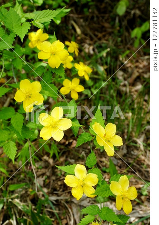 晩春の木漏日を背景に山道に咲く一重ヤマブキの黄色い花　Ver1 122781132