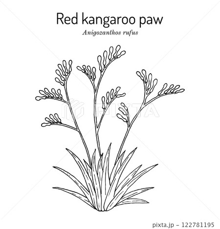 Red kangaroo paw (Anigozanthos rufus), ornamental plant 122781195