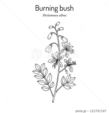 Burning bush, or dittany (Dictamnus albus), medicinal plant Burning bush, or dittany (Dictamnus albus), medicinal plant 122781197