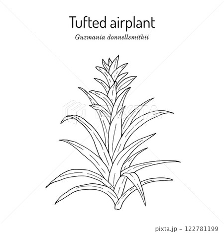 Tufted airplant (Guzmania donnellsmithii), ornamental plant 122781199