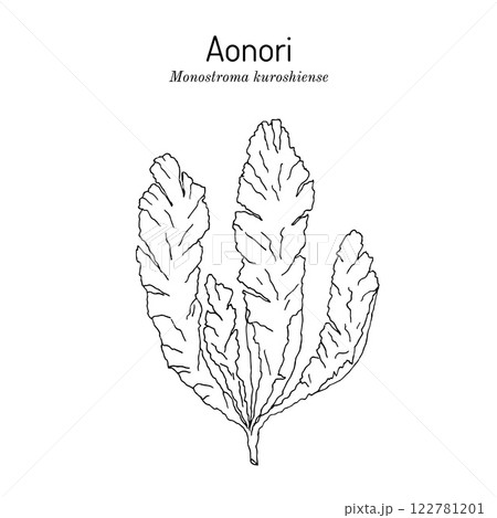 Aonori (Monostroma kuroshiense), edible green seaweed 122781201