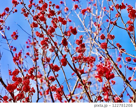 早春の青空に映える満開の紅梅〈南公園(葵梅林)/愛知県岡崎市〉 早春の青空に映える満開の紅梅〈南公園(葵梅林)/愛知県岡崎市〉 122781208