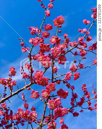 早春の青空に映える満開の紅梅〈南公園(葵梅林)/愛知県岡崎市〉 122781209