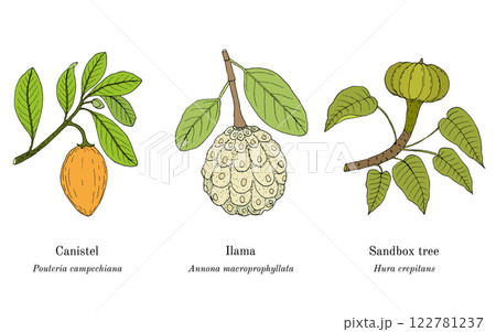 Collection of edible and medicinal plants 122781237