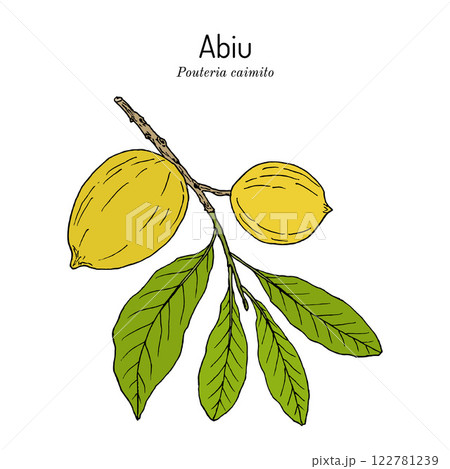 Abiu Pouteria caimito , edible and medicinal plant 122781239
