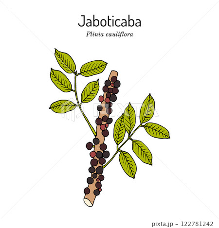 Brazilian grapetree, or jaboticaba Plinia cauliflora , edible and medicinal plant Brazilian grapetree, or jaboticaba Plinia cauliflora , edible and medicinal plant 122781242
