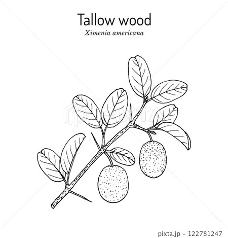 Tallow wood, or hog plum Ximenia americana , edible and medicinal plant Tallow wood, or hog plum Ximenia americana , edible and medicinal plant 122781247