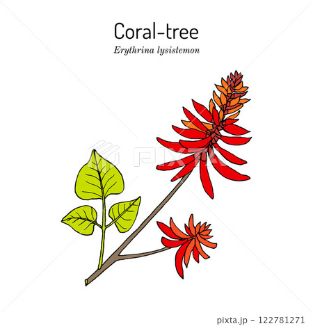 Common coral-tree Erythrina lysistemon , honey and medicinal plant 122781271