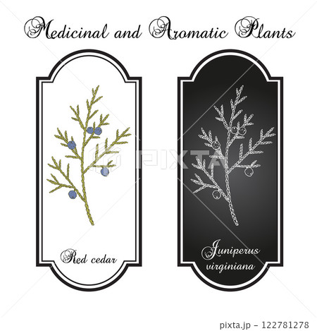 Eastern redcedar or Virginian juniper Juniperus virginiana , state tree of Tennessee 122781278