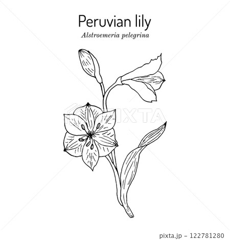 Peruvian lily Alstroemeria pelegrina , ornamental plant 122781280
