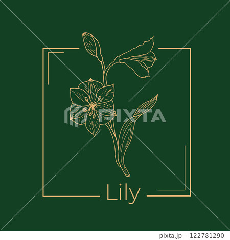 Peruvian lily or Alstroemeria pelegrina hand drawn logo template Peruvian lily or Alstroemeria pelegrina hand drawn logo template 122781290