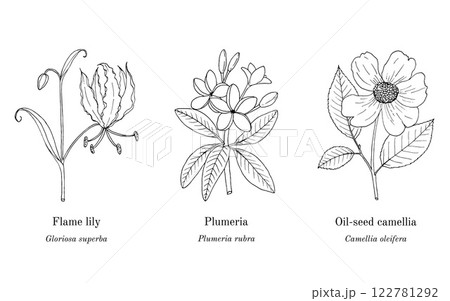 Collection of edible and medicinal plants Collection of edible and medicinal plants 122781292