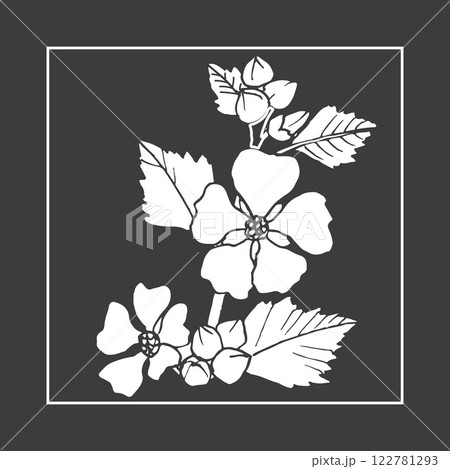 Marsh mallow or marshmallow Althaea officinalis , medicinal and ornamental plant Marsh mallow or marshmallow Althaea officinalis , medicinal and ornamental plant 122781293