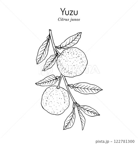 Yuzu Citrus junos , japanese edible citrus fruit. Yuzu Citrus junos , japanese edible citrus fruit. 122781300