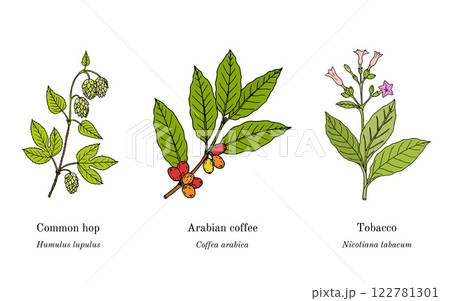 Collection of edible and medicinal plants 122781301