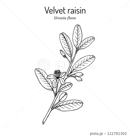 Velvet raisin Grewia flava , edible and medicinal plant Velvet raisin Grewia flava , edible and medicinal plant 122781302