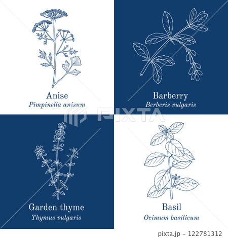 Collection of edible and medicinal plants Collection of edible and medicinal plants 122781312
