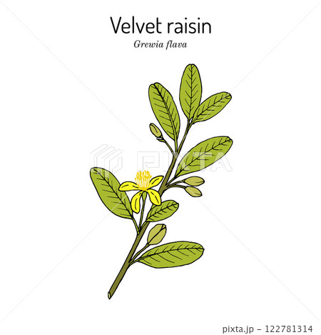 Velvet raisin (Grewia flava), edible and medicinal plant 122781314