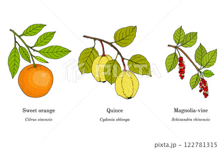 Collection of edible and medicinal plants 122781315