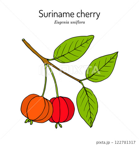 Pitanga, or Suriname cherry (Eugenia uniflora), edible and medicinal plant 122781317
