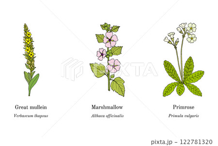 Collection of edible and medicinal plants Collection of edible and medicinal plants 122781320