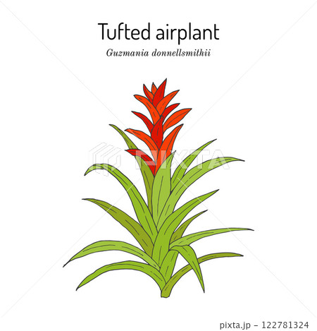 Tufted airplant (Guzmania donnellsmithii), ornamental plant Tufted airplant (Guzmania donnellsmithii), ornamental plant 122781324