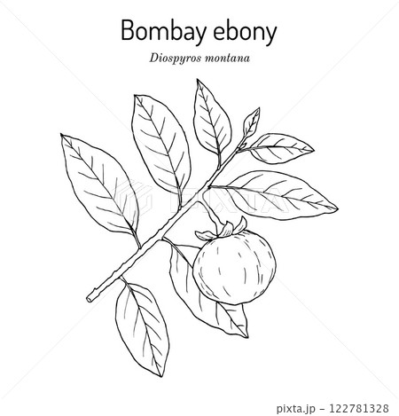 Bombay Ebony (Diospyros montana), edible and medicinal plant 122781328